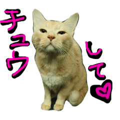 [LINEスタンプ] 続続・猫のネイマールとカカ