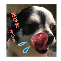 [LINEスタンプ] チワワのカウとでち2