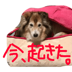 [LINEスタンプ] 癒し犬はむおの日常