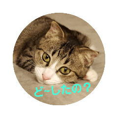 [LINEスタンプ] 猫:いたずらにゃんこーず