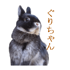 [LINEスタンプ] うさぎのぐりちゃん
