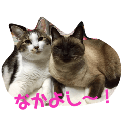 [LINEスタンプ] ねこ大好き！こう＆ふく！