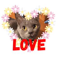 [LINEスタンプ] 猫さんと一緒 