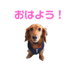 [LINEスタンプ] ミニチュアダックス日常会話 