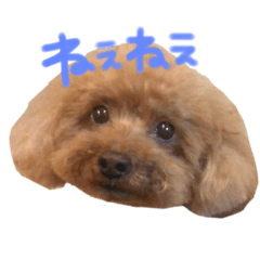 [LINEスタンプ] ころりんすたんぷ‎ 