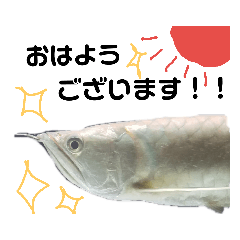 [LINEスタンプ] 熱帯魚ちゃんたち♪ fetchpriority=high
