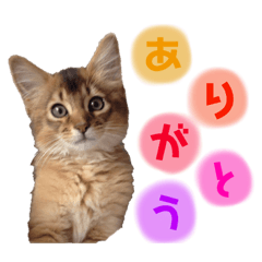 [LINEスタンプ] 癒し系ねこの日常スタンプ 1 