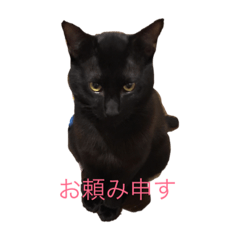 [LINEスタンプ] 武士語にゃんこ 