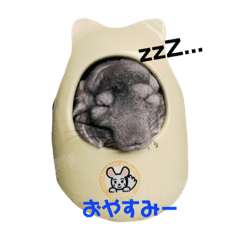 [LINEスタンプ] チンチラのかけるくん 