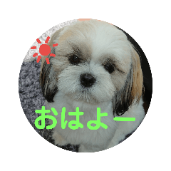 [LINEスタンプ] シーズー 茶々丸くん 
