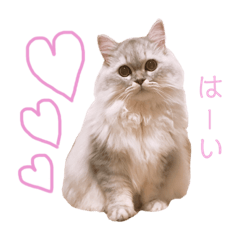 [LINEスタンプ] ルナの日常‼︎ 