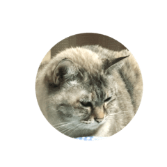 [LINEスタンプ] 福ねこ➀ 