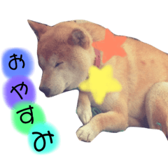 [LINEスタンプ] 柴犬☆シルバーくん 