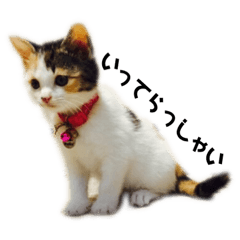 [LINEスタンプ] ちびっこまるにゃんこ