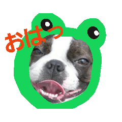[LINEスタンプ] ボストンテリアどんぐり2 