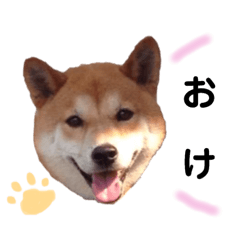 [LINEスタンプ] 柴犬そら♂ 