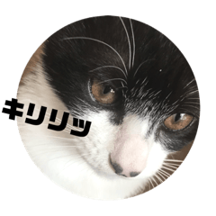 [LINEスタンプ] にゃん太のスタンプ劇場