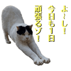 [LINEスタンプ] しげみさんちの猫。2
