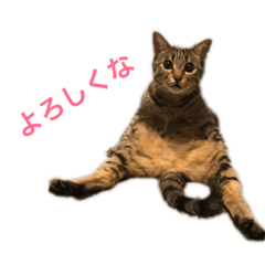 [LINEスタンプ] ネコズすたんぷ