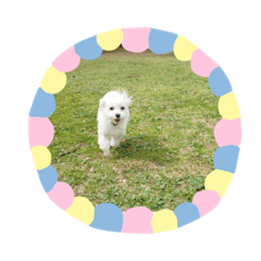 [LINEスタンプ] さくらすたんぷ♡