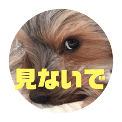 [LINEスタンプ] ヨーキー 麦芽ファミリー 