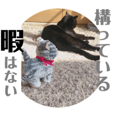 [LINEスタンプ] 黒猫の日常。2