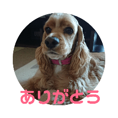 [LINEスタンプ] アメリカン コッカー