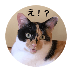 [LINEスタンプ] ねこねこいぬ 