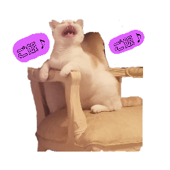 [LINEスタンプ] 保護猫COCO君の日常 