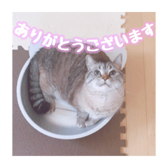 [LINEスタンプ] 使いやすい！つくね＆もぐらスタンプ 