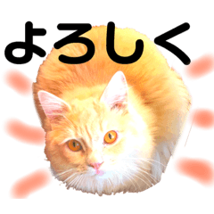 [LINEスタンプ] 気ままな猫達7だよ