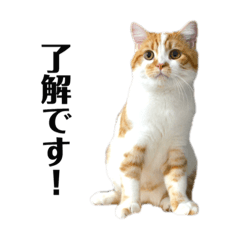 [LINEスタンプ] ふわふわ猫「みろ」 