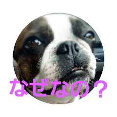[LINEスタンプ] ボストンテリアどんぐりその2 