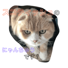 [LINEスタンプ] スコティッシュフォールドのにゃんちゅう！ 