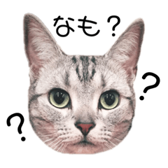 [LINEスタンプ] ねこじろうさん 