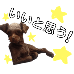 [LINEスタンプ] 愛犬♡ハル 