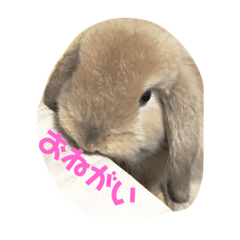 [LINEスタンプ] ホーランドロップの姫ちゃん