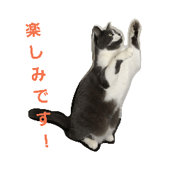 [LINEスタンプ] みゅうちゃんスタンプ