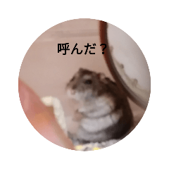 [LINEスタンプ] かわいい！動物スタンプ