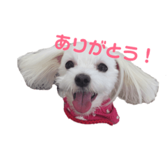 [LINEスタンプ] マルチーズファミリー
