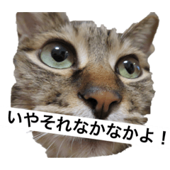 [LINEスタンプ] 猫とホットドッグの名言。