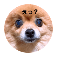 [LINEスタンプ] ぽめぽめぽん