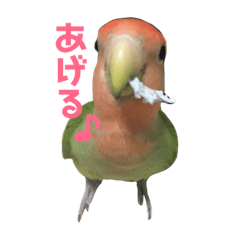 [LINEスタンプ] コザクラインコ のぼんじり