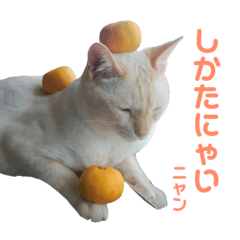 [LINEスタンプ] ゆるびびりキャット★こたまの日常スタンプ