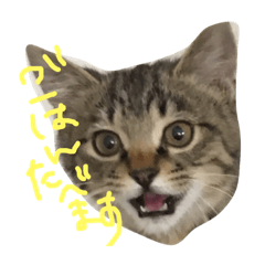[LINEスタンプ] とらとらず