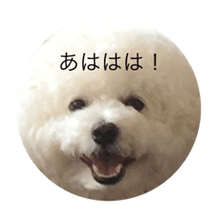 [LINEスタンプ] ビションムンちゃんのまったり生活 2