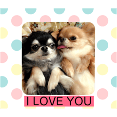 [LINEスタンプ] チワワくん(おじゃる＆でんぼ)♡2