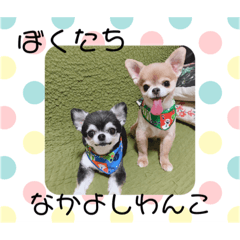 [LINEスタンプ] チワワくん(おじゃる＆でんぼ)♡