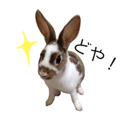 [LINEスタンプ] うさぎのカール