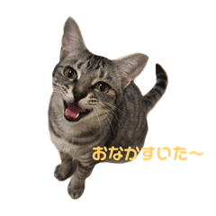 [LINEスタンプ] 毎日使える！猫ちゃんスタンプ